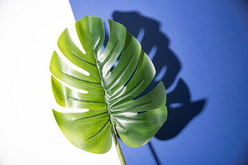 Naklejka na ściany i meble Creative, modern background with tropical leaf