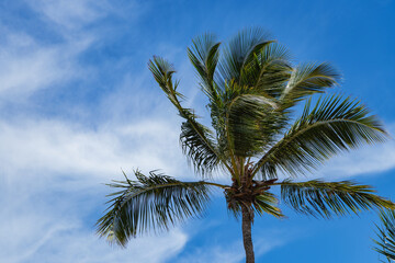Fototapeta na wymiar Coconut leaf with blue sky and white clouds