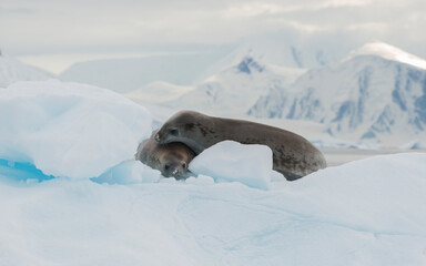 Crabeater seal resting on ice flow, Antarctica