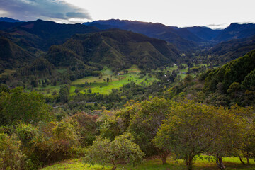 Naklejka premium Beautiful view over the Cocora Valley in Salento, from El Mirador, located on the region of Quindio in Colombia