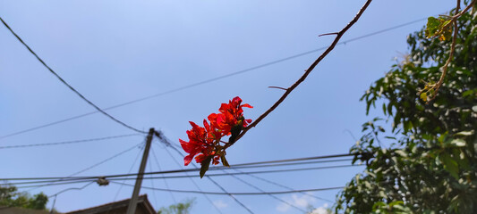 Photo of flowers growing tall against the background of blue sky and power lines in the Cikancung area, Indonesia