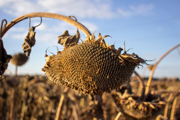 Dry sunflower. Flower for oil. selective focus