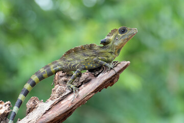 Angle head lizard ( Gonocephalus bornensis ) on a tree trunk