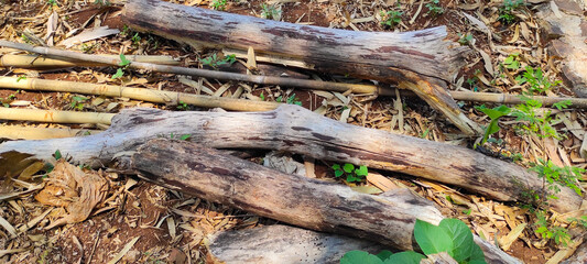 Textured photo of wood that is starting to rot and thrown away on the side of the Cikancung highway