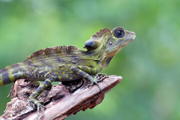 Angle head lizard ( Gonocephalus bornensis ) on a tree trunk