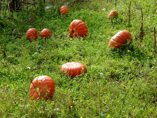 Boudes - St Herent - Villeneuve Lembron - 63