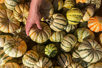 man, woman reaches for a yellow pumpkin in a large box. it is autumn the trees and plants turn orange red.