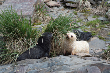 Naklejka na ściany i meble Antarctic fur seal pup close up in grass
