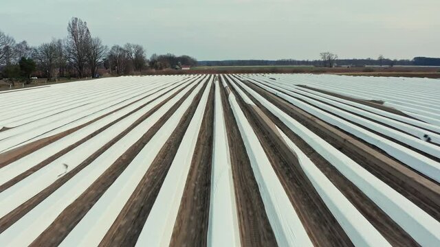 Drone flight forward over a large asparagus field covered with foil in Germany. You can see the furrows in the field. In the background you can see more asparagus fields and forests.