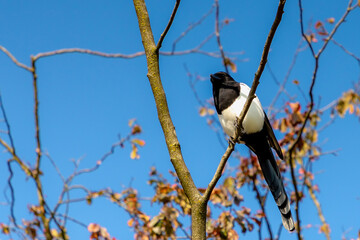 Obraz na płótnie Canvas Selective focus of Eurasian magpie in its natural habitat, Ekster perching on the tree, A resident breeding bird throughout the northern part of the Eurasian continent, Living out naturally.