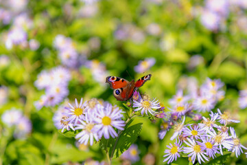 Selective focus of small European Peacock butterfly on purple blue flowers, Colourful butterfly Aglais io on European Michaelmas-daisy (Bergaster) Aster amellus, Asteraceae, Nature floral background.