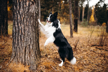 the dog put its paws on the tree. Autumn mood. Border collie in leaf fall in the forest
