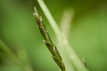detalle flor gama pasto cesped macro