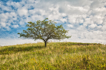 Heidewiese mit Baum bei herrlichen Wolkenhimmel