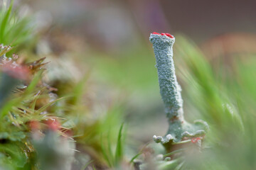 Lichen Cladonia in close view