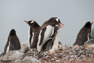 Fototapeta premium Gentoo Penguins on the nest in Antarctic