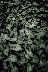leaves background