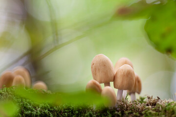 Mushroom Coprinus in close view