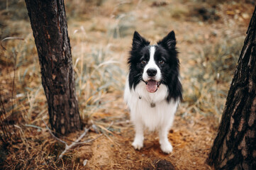 dog in nature. Autumn mood. Border collie in leaf fall in the forest