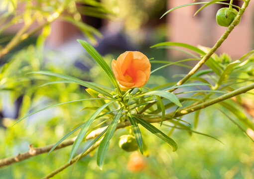 Cascabela thevetia orange flower with green fruits on branches on a sunny day