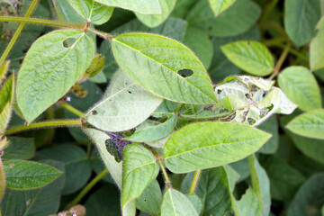Soybean plants damaged by caterpillars of painted lady (Vanessa cardui). It is migrating butterfly species whose larvae can damage many types of crops.
