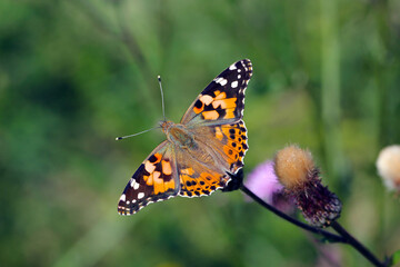 Fototapeta na wymiar Painted lady (Vanessa cardui). It is migrating butterfly species whose larvae can damage many types of crops.