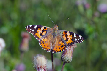 Painted lady (Vanessa cardui). It is migrating butterfly species whose larvae can damage many types...