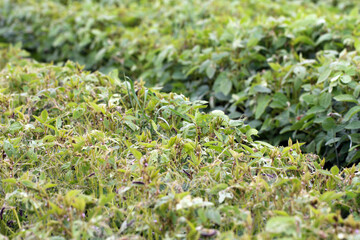 Soybean plants damaged by caterpillars of painted lady (Vanessa cardui). It is migrating butterfly...