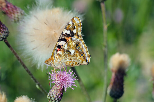 Painted lady (Vanessa cardui). It is migrating butterfly species whose larvae can damage many types of crops.