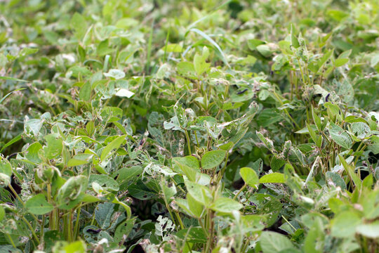 Soybean plants damaged by caterpillars of painted lady (Vanessa cardui). It is migrating butterfly species whose larvae can damage many types of crops.