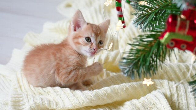 little funny ginger kitten playing with New Year's decorations near the Christmas tree with gifts concept of new year and christmas. High quality 4k footage