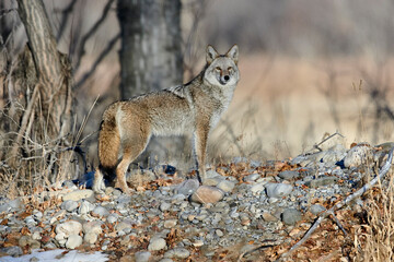 Coyote (Canis latrans), Calgary, Alberta, Canada