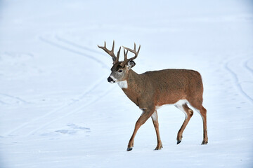 White-tailed deer (Odocoileus virginianus) stag crosses a frozen lake, Calgary, Alberta, Canada