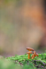 Mushroom Craterellus tubaeformis in close view