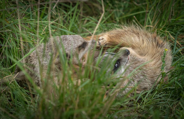 Cute meerkats closeup that are playing in front of the camera, copy space