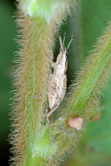 Sitona griseus is a species of weevil Curculionidae, pest of lupines and other Fabaceae. Beetle on soybean plant. 