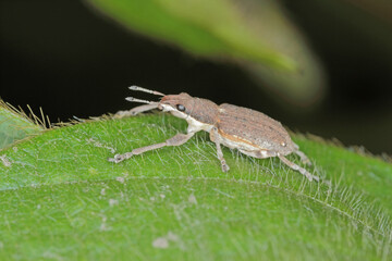 Sitona griseus is a species of weevil Curculionidae, pest of lupines and other Fabaceae. Beetle on soybean plant. 