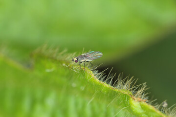 Leaf miner, is a species of insect, a fly of the family Agromyzidae. It is pest of many crops.