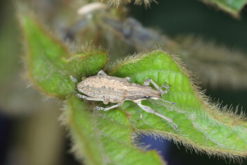 Sitona griseus is a species of weevil Curculionidae, pest of lupines and other Fabaceae. Beetle on soybean plant. 