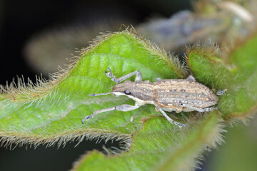 Sitona griseus is a species of weevil Curculionidae, pest of lupines and other Fabaceae. Beetle on...