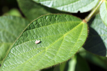 Eggs of shield bug in the family Pentatomidae on a soybean leaf.