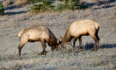 Naklejka na ściany i meble Two young Bull Elk (Wapiti), (Cervus canadensis) battling for dominance on a fall morning, Minnewanka loop, Banff National Park, Alberta, Canada