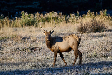 Bull Elk (Wapiti), (Cervus canadensis) feeding on a fall morning, Minnewanka loop, Banff National Park, Alberta, Canada