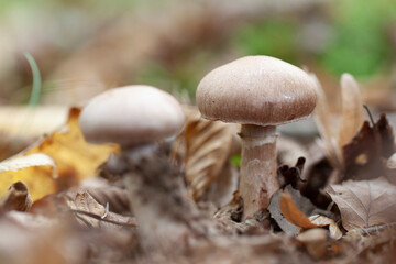 Mushroom Hypholoma in close view growing on decaying wood