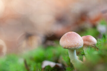 Mushroom Hypholoma in close view growing on decaying wood