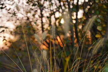 orange and leaves