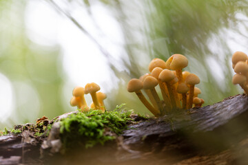 Mushroom Hypholoma in close view growing on decaying wood