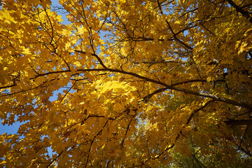 Yellow tree leaves in autumn background 