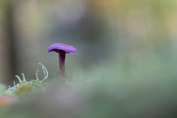 Deceiver Mushroom Laccaria amethystina in close view