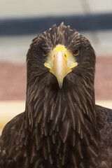 Close up of a Brown Eagle